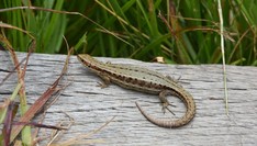 (zdj. Piotr Jankowski-Mihułowicz)